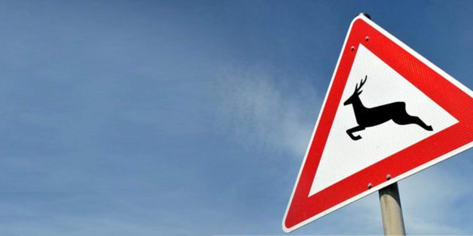 Komolyan kell venni az út szélén elhelyezett vadveszélyt jelző táblát?!